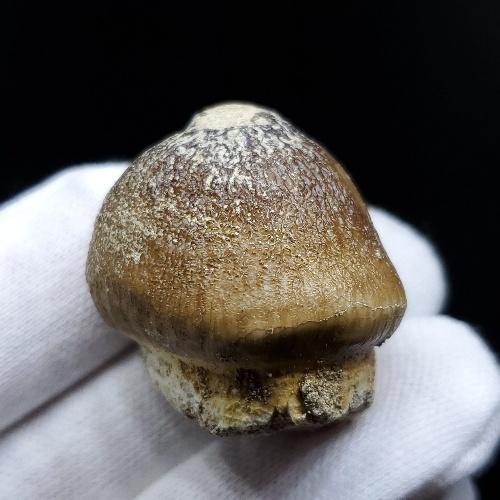 グロビデンス 化石 歯 本物 モロッコ産 31.38mm プレゼント ギフト