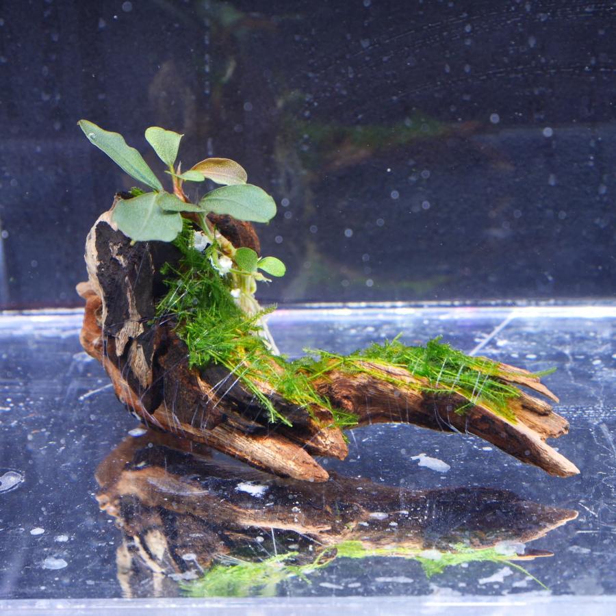 1点物 ブセファランドラsp.ティア＆ジャワモス 付き流木 約10cm A-1