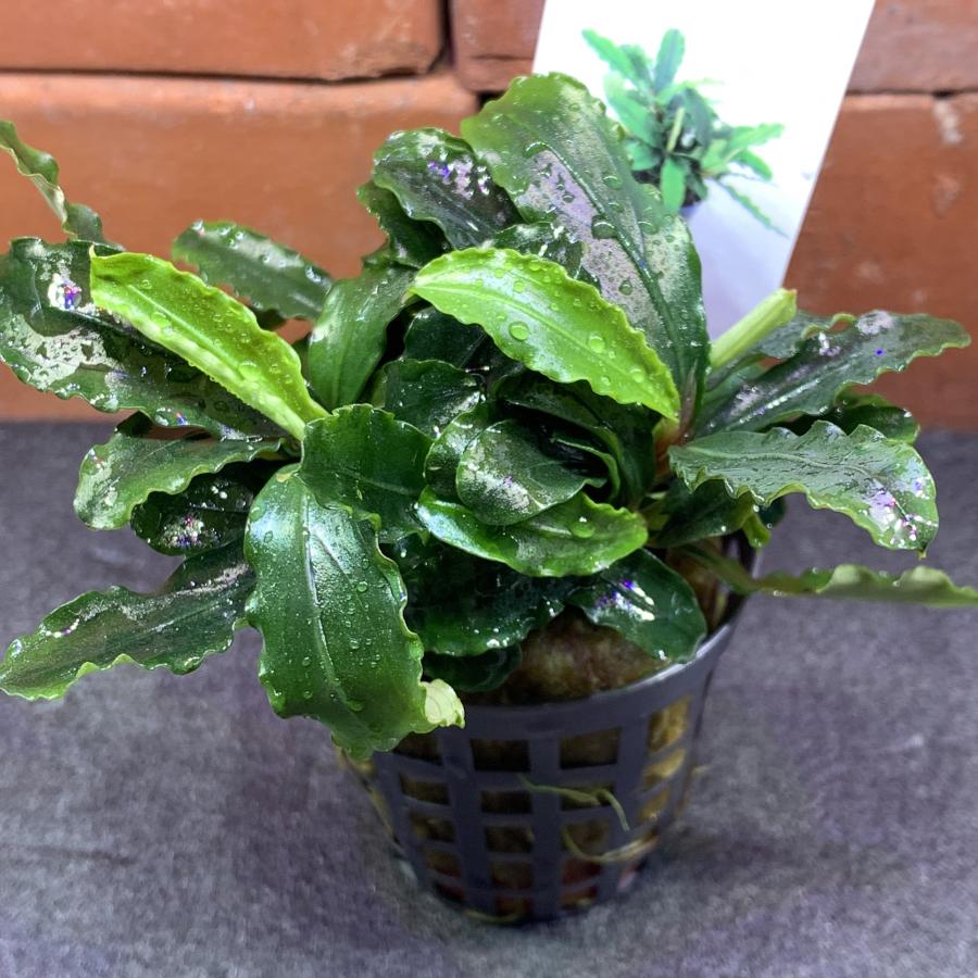 水草 ブセファランドラ ティアグリーン POT入り ポット入り : 有限会社