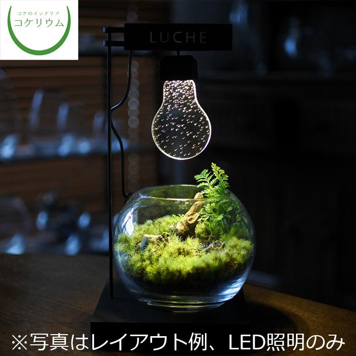 観葉植物 ミニ おしゃれ テラリウム コケリウム 苔 コケ 苔テラリウム