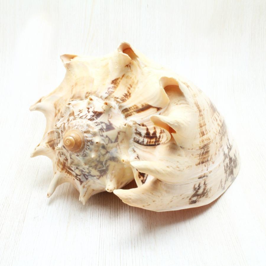 ミヒカリコウロギボラ 貝殻 標本 約20〜21cm : 海洋工房 - 通販