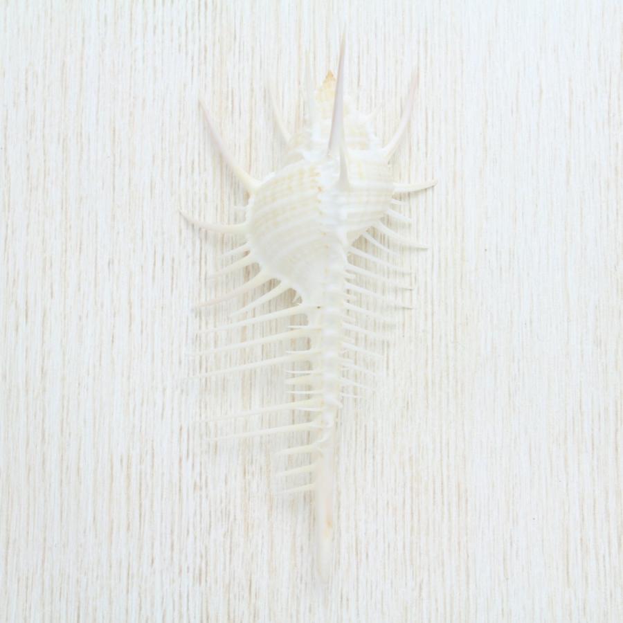 ホネガイS（骨貝） 貝殻 標本 約8〜9cm : 海洋工房 - 通販 - Yahoo
