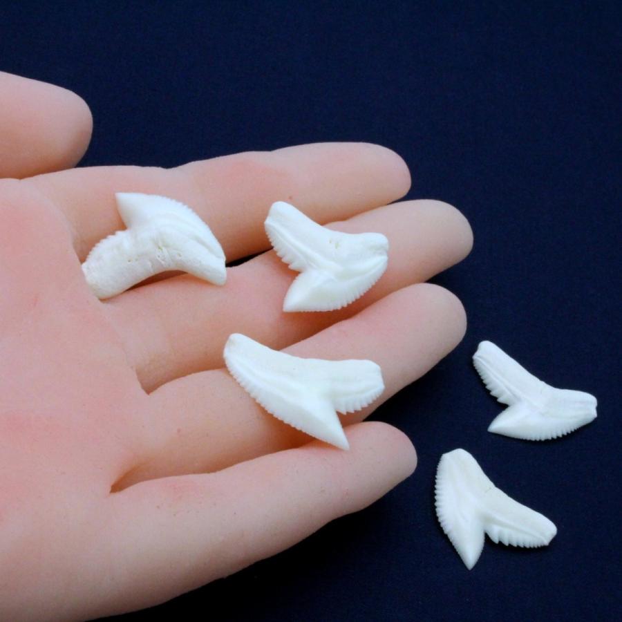 イタチザメの歯（Mサイズ）約1.5〜2.0cm 標本 本物 鮫 インテリア