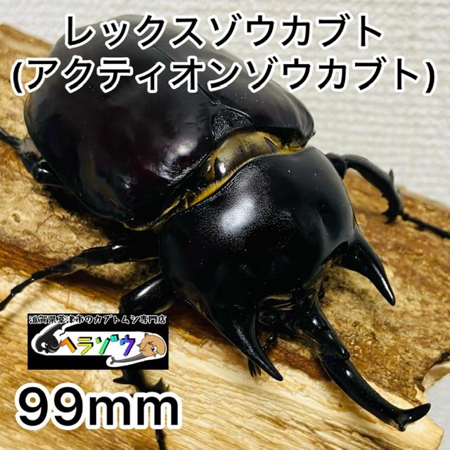 アクティオンゾウカブト Amazon.co.jp: ムシキング アクティオン