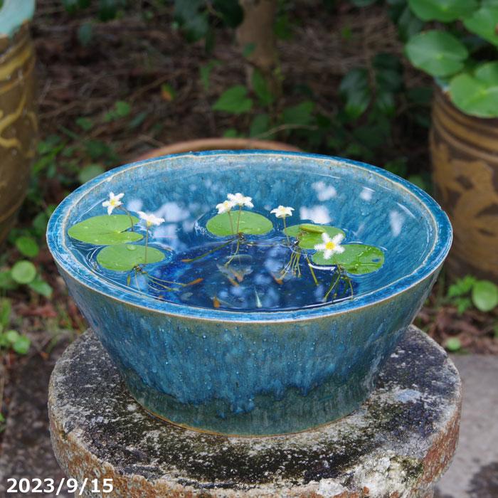 信楽焼手作りブルーガラスめだか鉢金魚鉢直径53㌢
