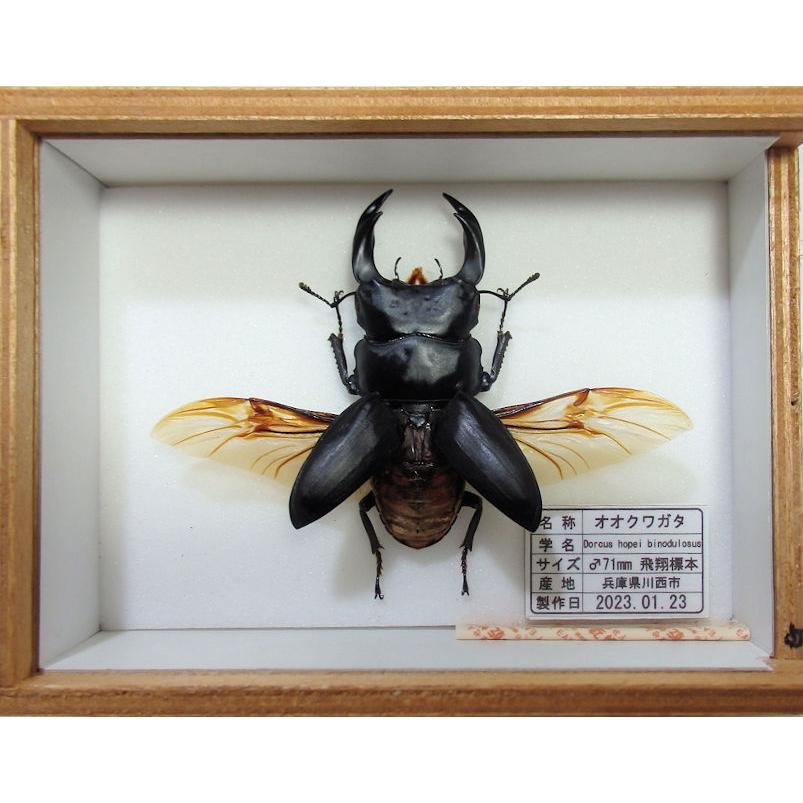 オオクワガタ♂71mm（飛翔標本） : オオクワ京都昆虫館 - 通販 - Yahoo