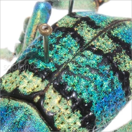 昆虫標本 ホウセキゾウムシ 2匹 メタリック調ライトフレーム