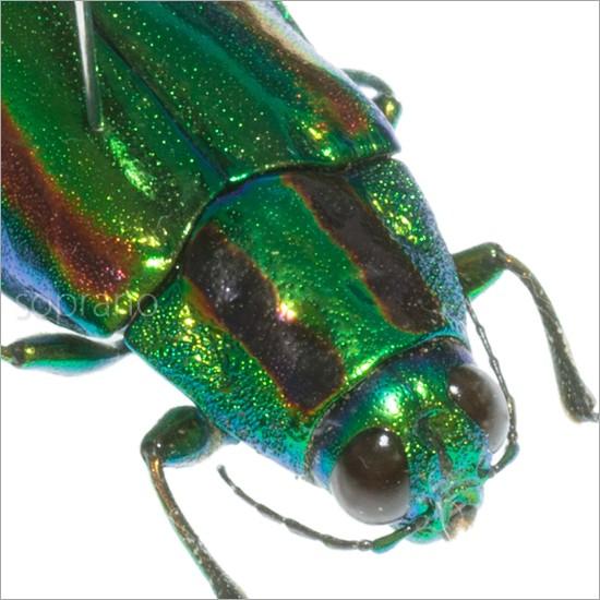 昆虫標本 タマムシ メタリック調ライトフレーム : ソプラノYahoo!店