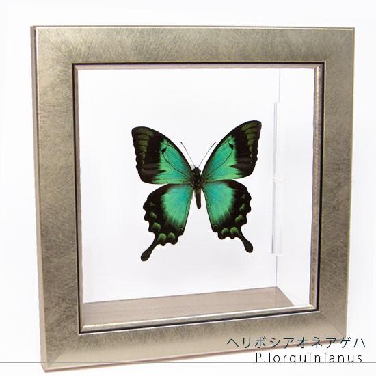昆虫標本 蝶の標本 ヘリボシアオネアゲハ メタリック調ライトフレーム