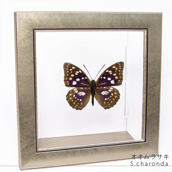 昆虫標本 蝶の標本 オオムラサキ メタリック調ライトフレーム