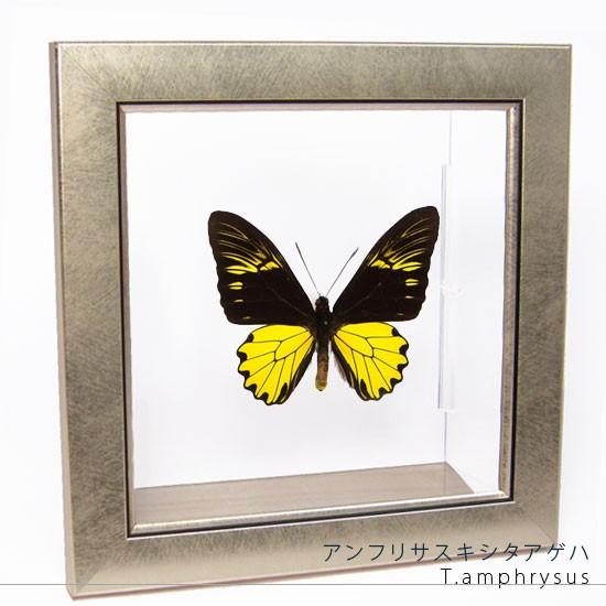 昆虫標本 蝶の標本 アンフリサスキシタアゲハ メタリック調ライト