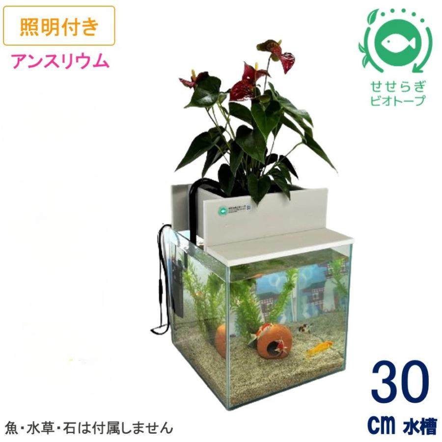 超透明ガラス水槽セット流木（30×30×30cm） 【送料無料】30cm型 基本