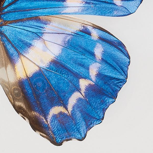 KY-1010 キプリスモルフォ 昆虫標本 : 三宝堂Yahoo!店 - 通販 - Yahoo