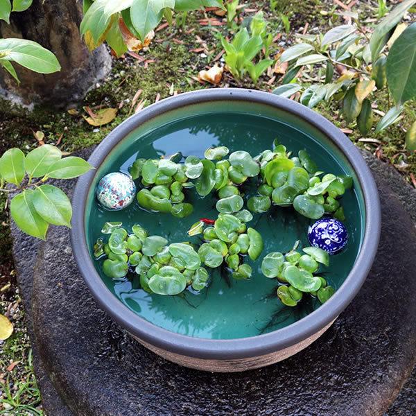 信楽焼 睡蓮鉢 メダカ鉢 おしゃれ めだか鉢 陶器 水鉢 ビオトープ