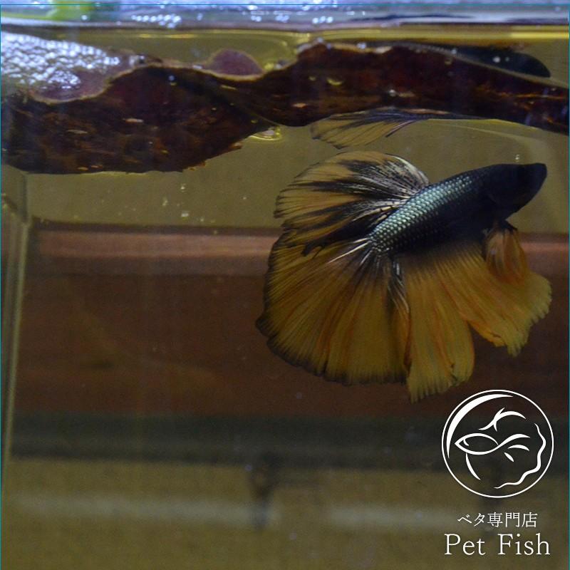 大小様々 無農薬マジックリーフ 天然ももたまな葉 1200 枚 大小様々 無