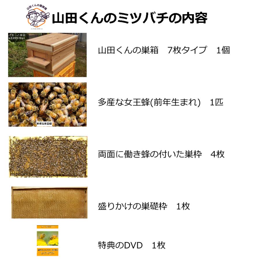 西洋ミツバチ 種蜂 越冬4枚充群 盛りかけ巣礎枠1枚 山田くんのミツバチ