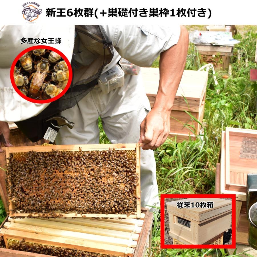 西洋ミツバチ 種蜂 新王6枚 巣礎枠1枚 ミツバチの従来型巣箱10枚タイプ