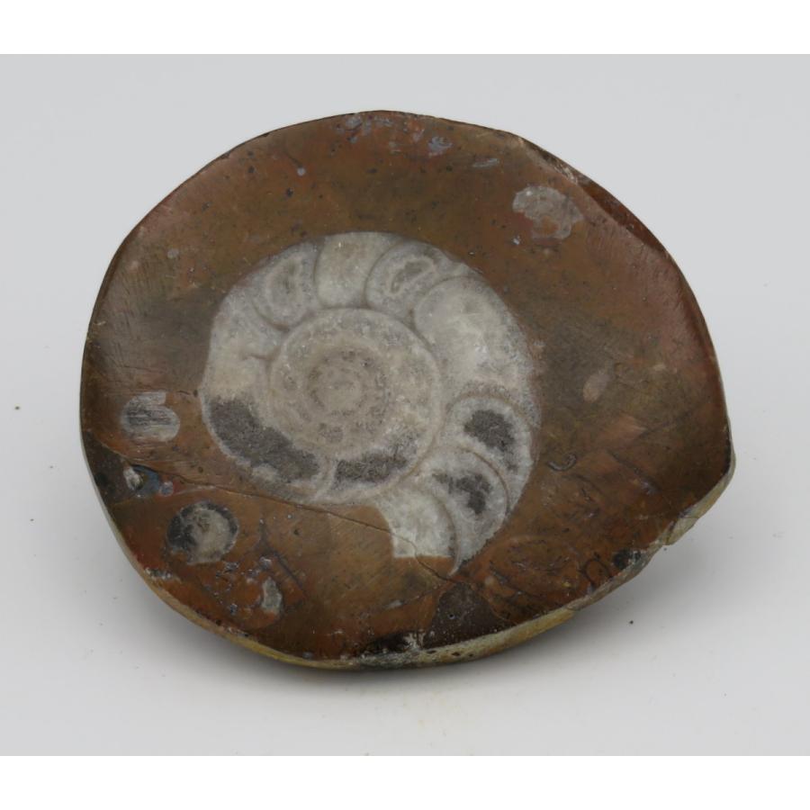 アンモナイト ゴニアタイト D : Raptors - 通販 - Yahoo!ショッピング