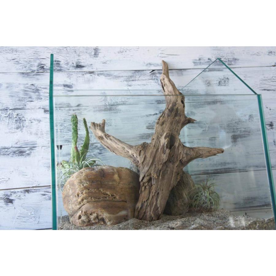 流木 爬虫類 登り木 あく抜き処理 煮沸消毒済 トカゲ ヤモリ ケージ