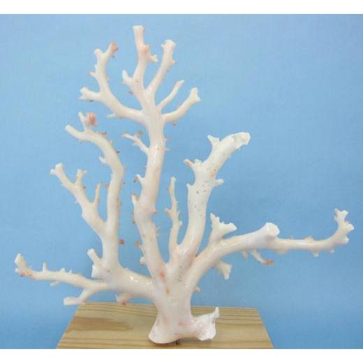 ミッド（白）珊瑚の原木・拝見・置物 /艶出し加工済み/『宝石サンゴ