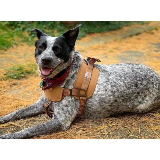 USカーハート ドッグ ハーネス CARHARTT TRAINING HARNESS 送料無料