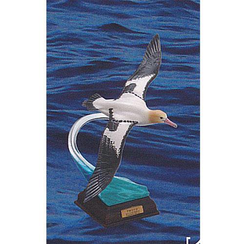 小笠原 アホウドリ テストショット ネイチャーテクニカラー 小笠原