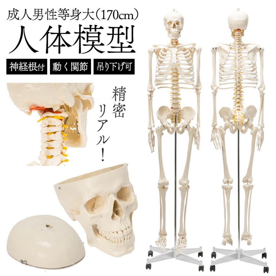 国際規格認証品】成人男性等身大 人体模型 170cm 神経根有り 全身骨格