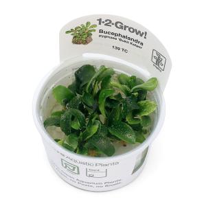 チャーム（charm） （水草）組織培養オリエンタル製 ブセファランドラ