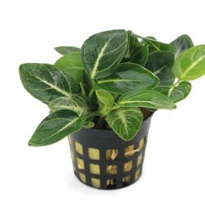 チャーム（charm） （水草）アヌビアス バルテリー ブロードホワイト