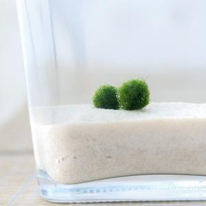 水草 国産マリモ 1個入り 無農薬 まりも お手軽 インテリア 育成簡単