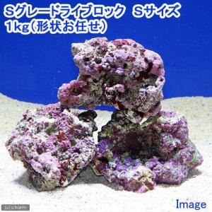 チャーム（charm） （海水魚）ライブロック セミブランチタイプ M