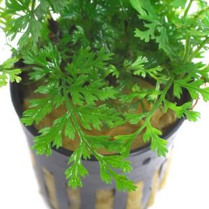 チャーム（charm） （水草）ミクロソリウムsp．スモールリーフ（水中