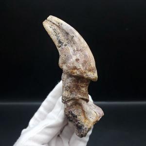 化石専門店 LOLO】極上 ウミユリ トラウマトクリヌス 化石 本物 貴州省