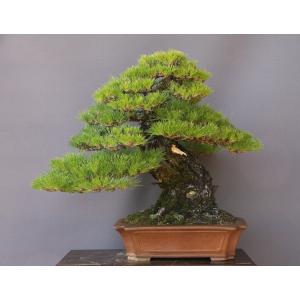 盆栽 特選：皐月(大盃)現品*さつき サツキ Rhododendron indicum