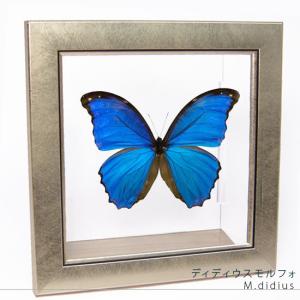 昆虫標本 蝶の標本 クジャクチョウ メタリック調ライトフレーム