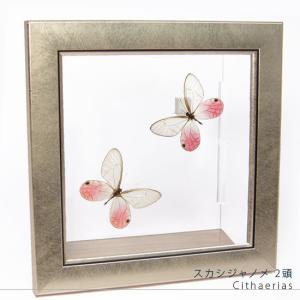 昆虫標本 蝶の標本 ポルティスモルフォ メタリック調ライトフレーム