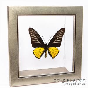 昆虫標本 蝶の標本 オオアカエリトリバネアゲハ メタリック調ライト