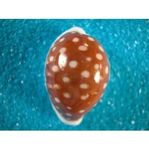 ニッポンダカラ : 貝殻ストア - 通販 - Yahoo!ショッピング