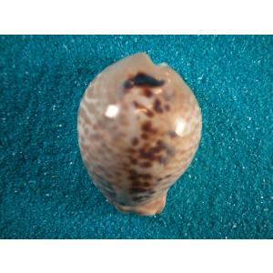 ビードロダカラ : 貝殻ストア - 通販 - Yahoo!ショッピング