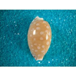 ビードロダカラ : 貝殻ストア - 通販 - Yahoo!ショッピング