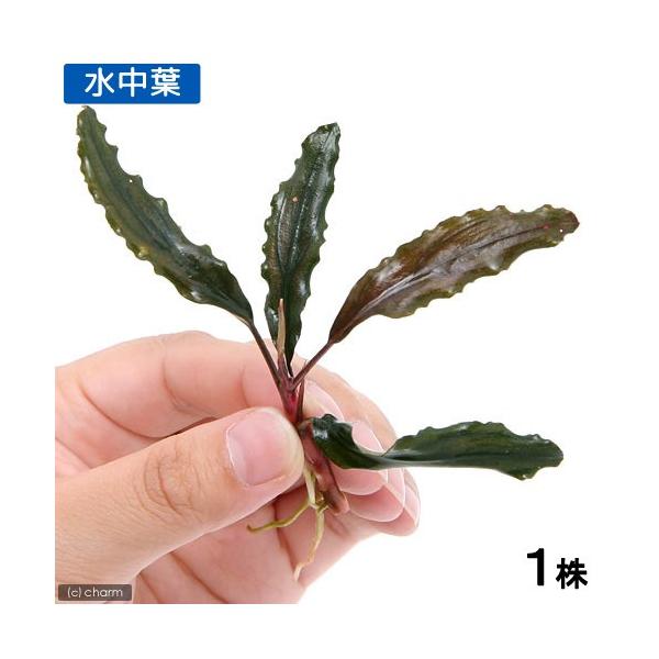 水中葉 ブセファランドラ ゴースト カリマンタン 1株 ブセファランドラ