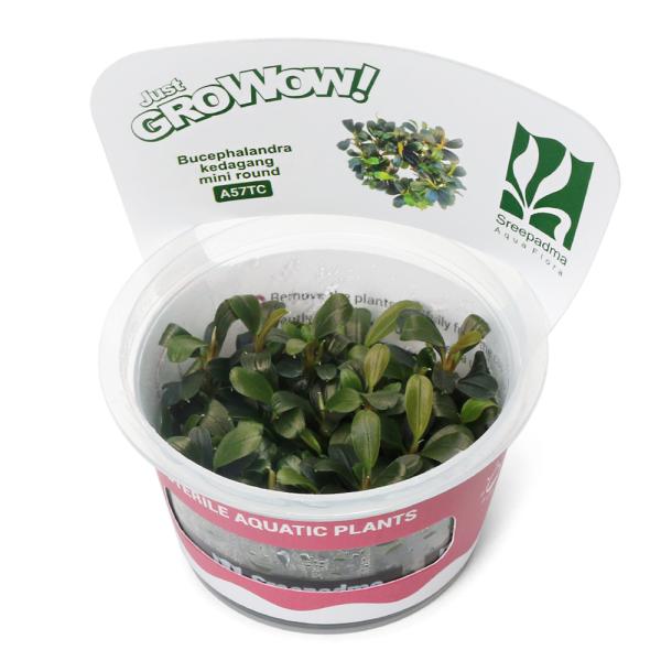 G*k様 ブセファランドラ Motleyana 新芽沢山あり5株トリム可能