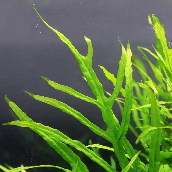 水草）ミクロソリウムsp．サリポイ（水中葉）（無農薬）（1株