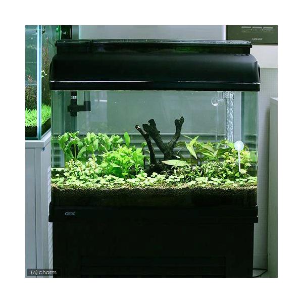 水草 60cm水槽 セット」の人気商品一覧 | 安い商品を通販サイトから