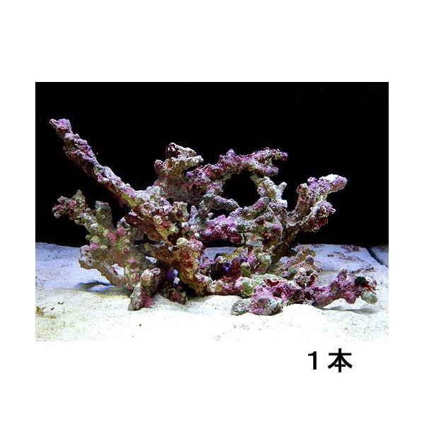 ORCA OCEAN ROCK 3個セット 人工ライブロック 海水魚 ORCA OCEAN ROCK