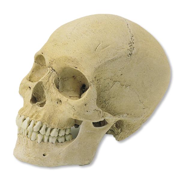 骨董 珍品 謎の石像 神 仏 がいこつ しゃれこうべ 【公式通販】