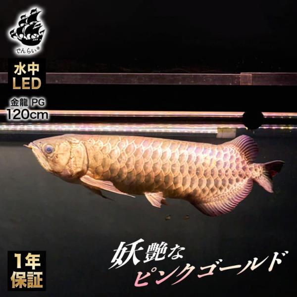 過背金龍 アロワナライト 水槽ライト 藍底金龍 熱帯魚ライト LED 水中