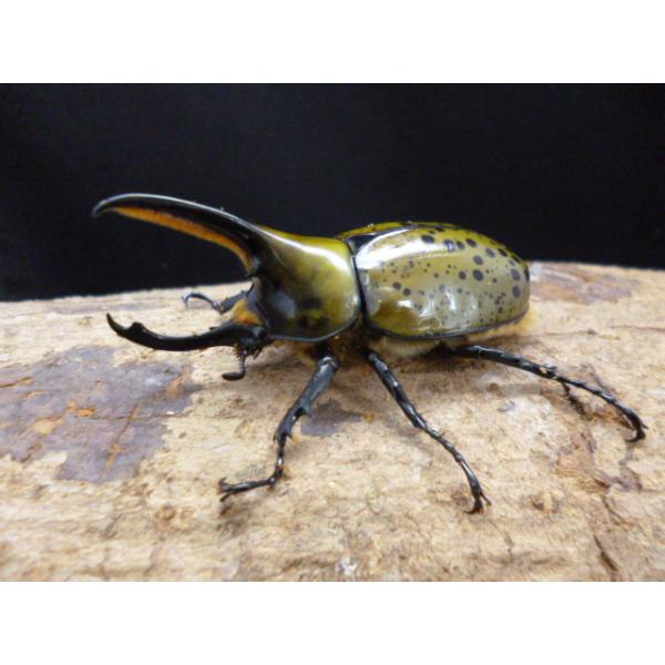 df-kabukuwashrimp_dyhylf1a72