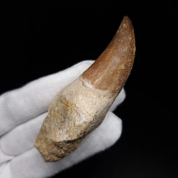 最強のモササウルス、プログナソドンの頭骨化石。85%オリジナルの本物