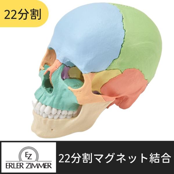 楽天市場】Erler Zimmer (エルラージマー) 22分割 頭蓋骨 模型